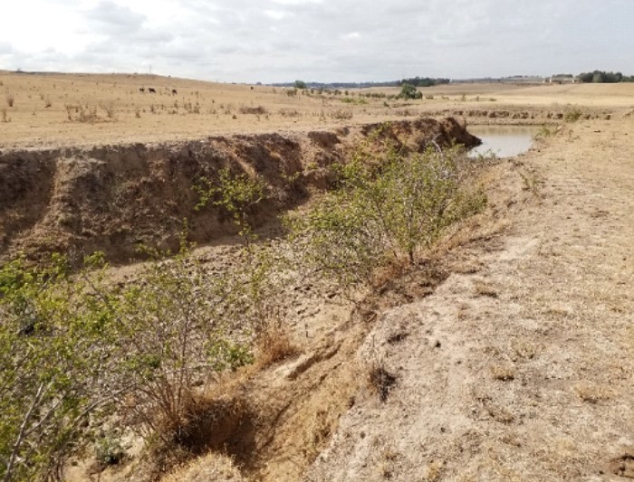 Wallaroo Solar Farm
